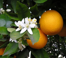 Load image into Gallery viewer, Neroli Hydrolat -Flower Water