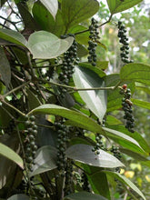 Load image into Gallery viewer, Lotus Rollerball Perfume~ Frangipani~ White Grapefruit~ Black Pepper~ Sandalwood