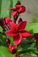 Load image into Gallery viewer, Lotus Rollerball Perfume~ Frangipani~ White Grapefruit~ Black Pepper~ Sandalwood
