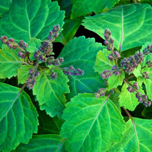 Load image into Gallery viewer, Dragonfly Rollerball Perfume~ Patchouli~ Petitgrain~ Myrrh~ Rosa Damascena