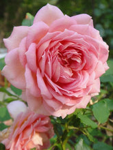 Load image into Gallery viewer, Dragonfly Rollerball Perfume~ Patchouli~ Petitgrain~ Myrrh~ Rosa Damascena