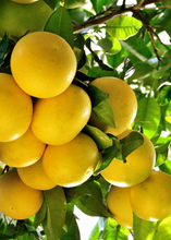 Load image into Gallery viewer, Lotus Rollerball Perfume~ Frangipani~ White Grapefruit~ Black Pepper~ Sandalwood