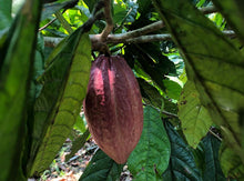 Load image into Gallery viewer, ~Theobromine Ceremonial Grade Cacao ~ Single Origin: EL CEDRO In stock!
