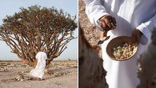Load image into Gallery viewer, Omani Hojari Frankincense Resin  Boswellia sacra | Dhofar, Oman 15g Scent Ritual
