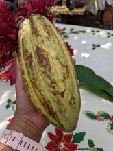 Load image into Gallery viewer, ~Theobromine Ceremonial Grade Cacao ~ Single Origin: EL CEDRO In stock!

