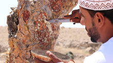 Load image into Gallery viewer, Omani Hojari Frankincense Resin  Boswellia sacra | Dhofar, Oman 15g Scent Ritual

